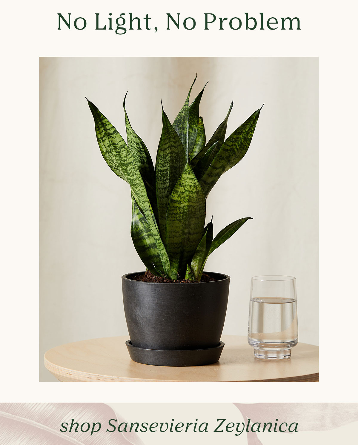 Shop Sansevieria Zeylanica
