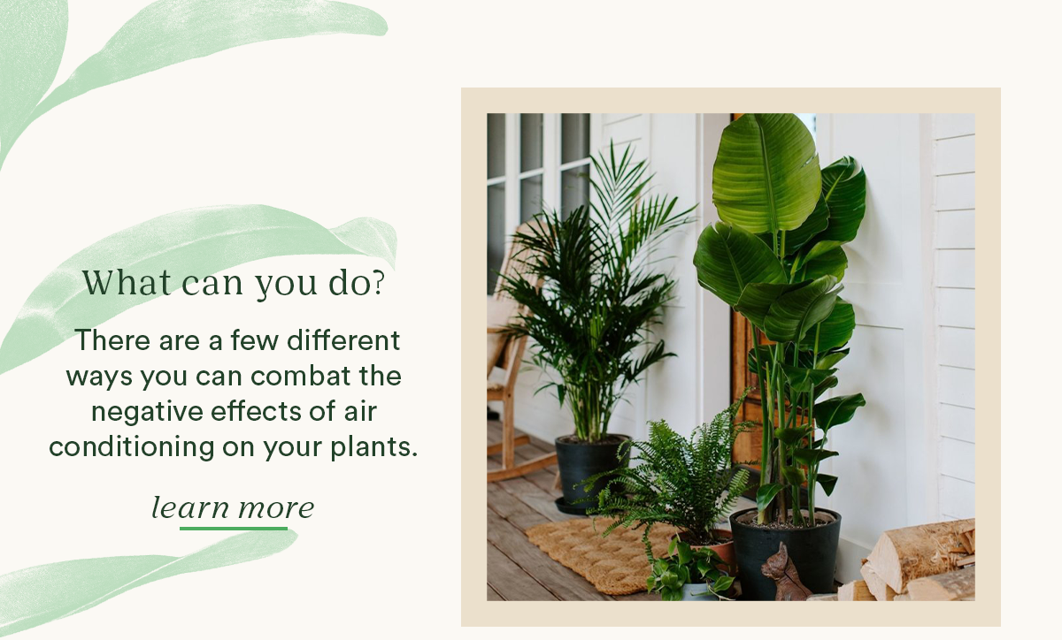 What can you do to help your plants