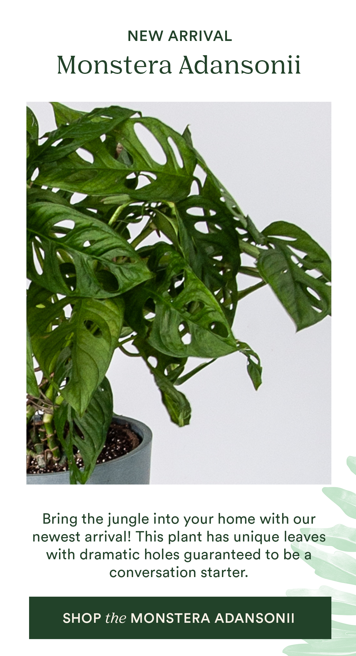 shop the Monstera Adansonii