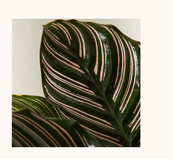 Shop Calathea Pinstripe