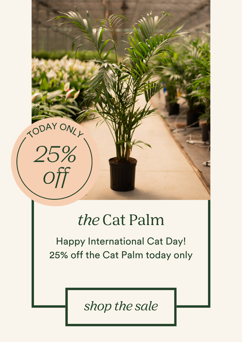 25% off the cat palm
