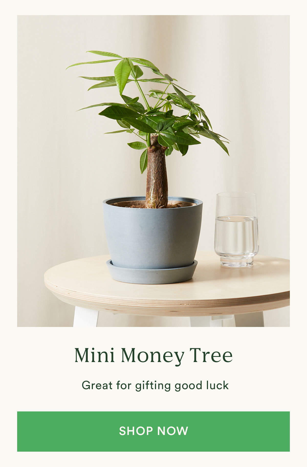 Shop Mini Money Tree