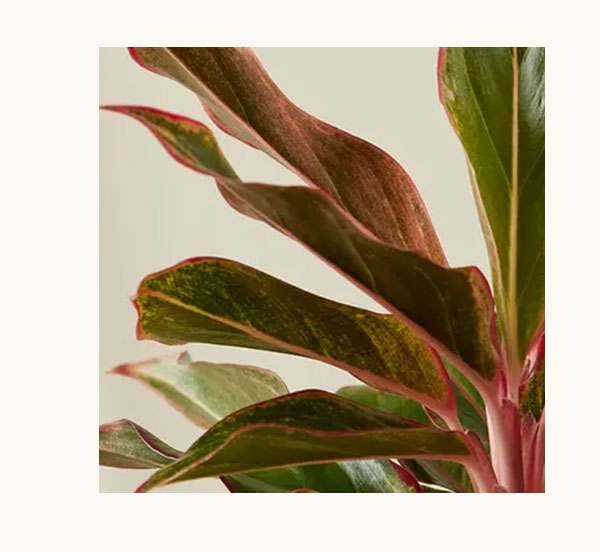 Shop Aglaonema Siam