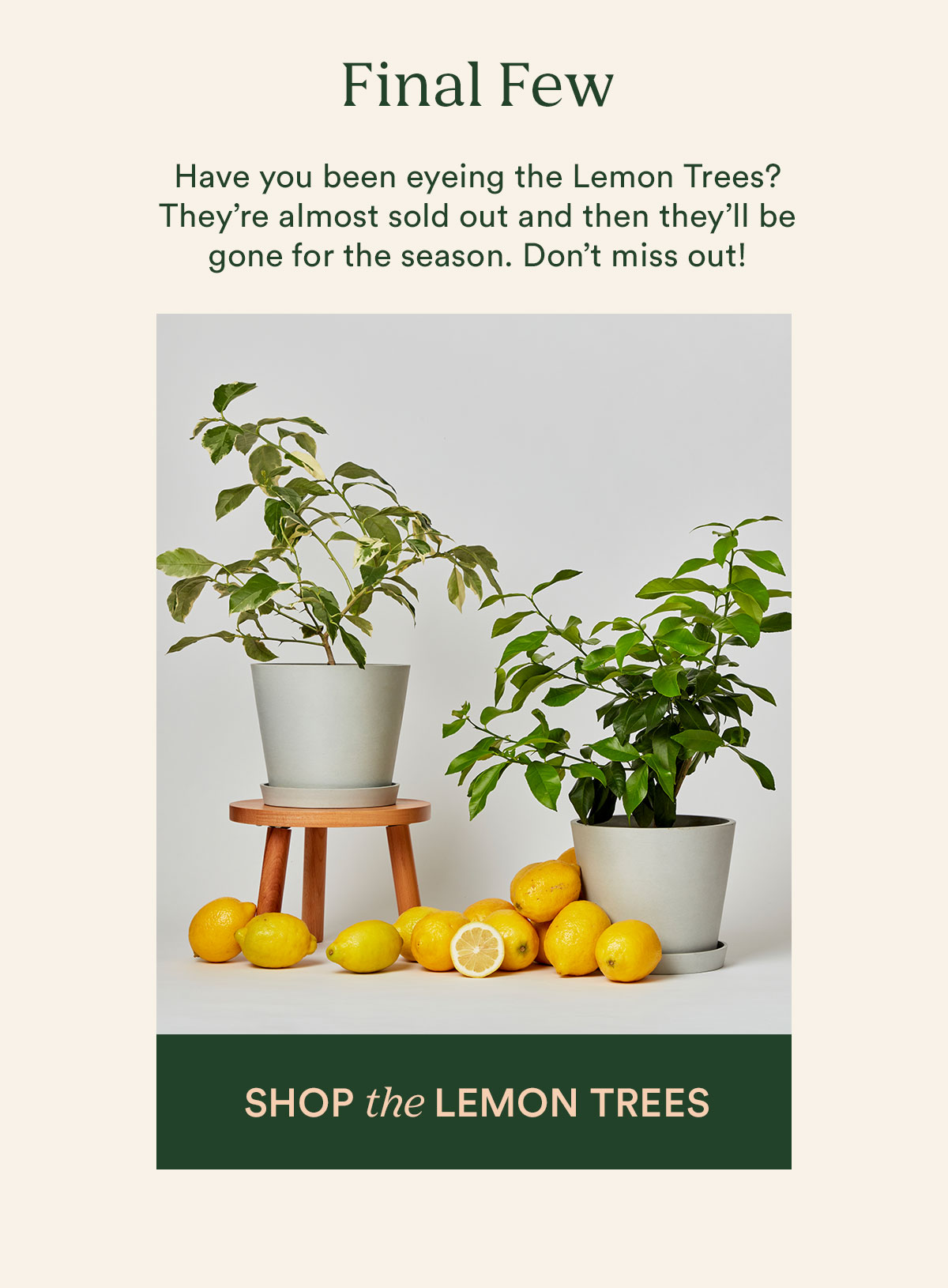 Shop the Lemon Trees