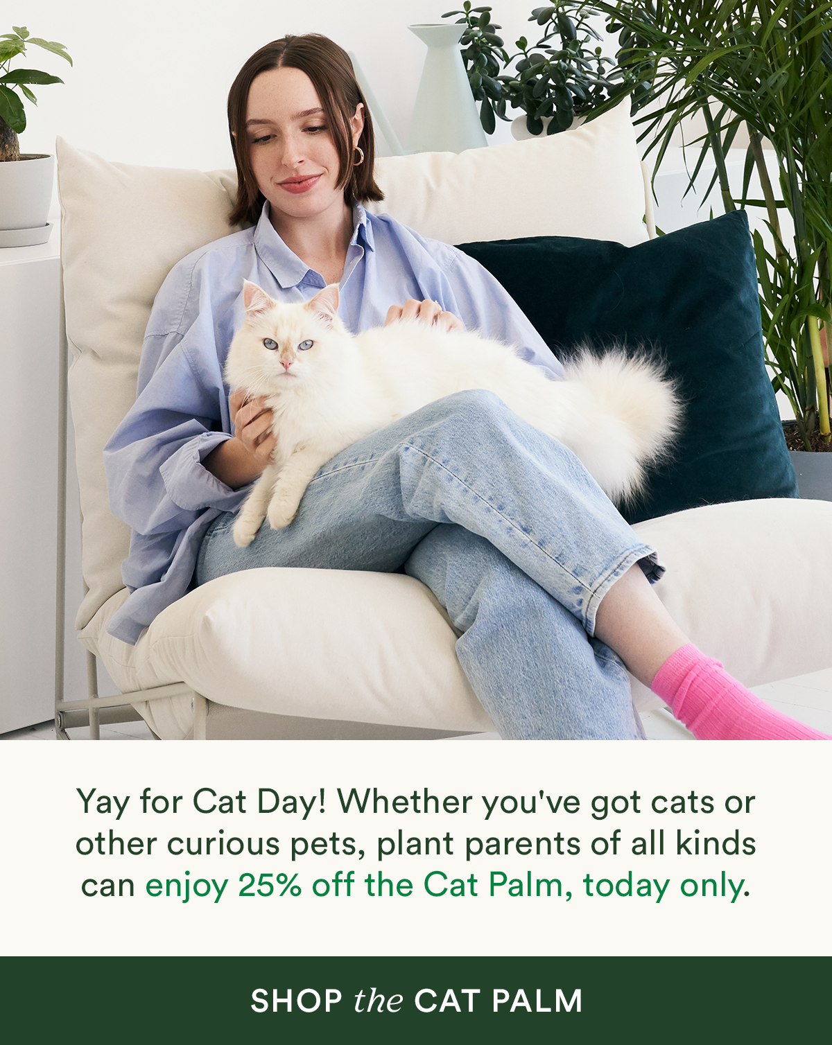 Get 25% off the cat palm- TODAY ONLY