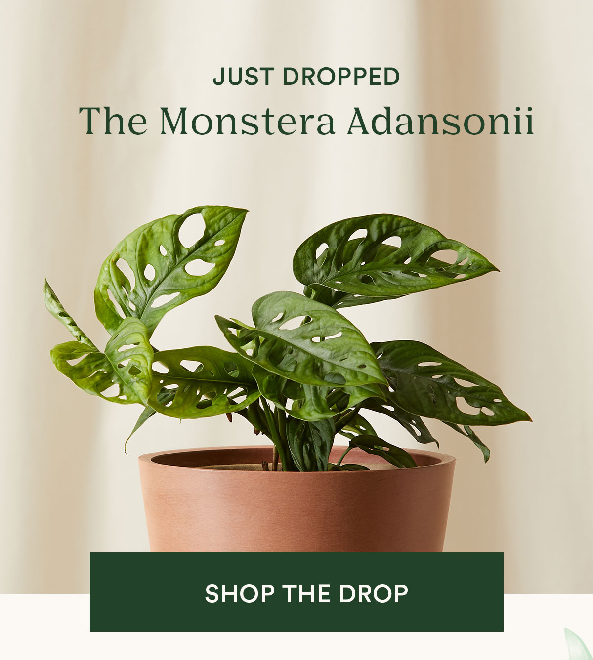 Just Dropped:  Monstera Adansonii