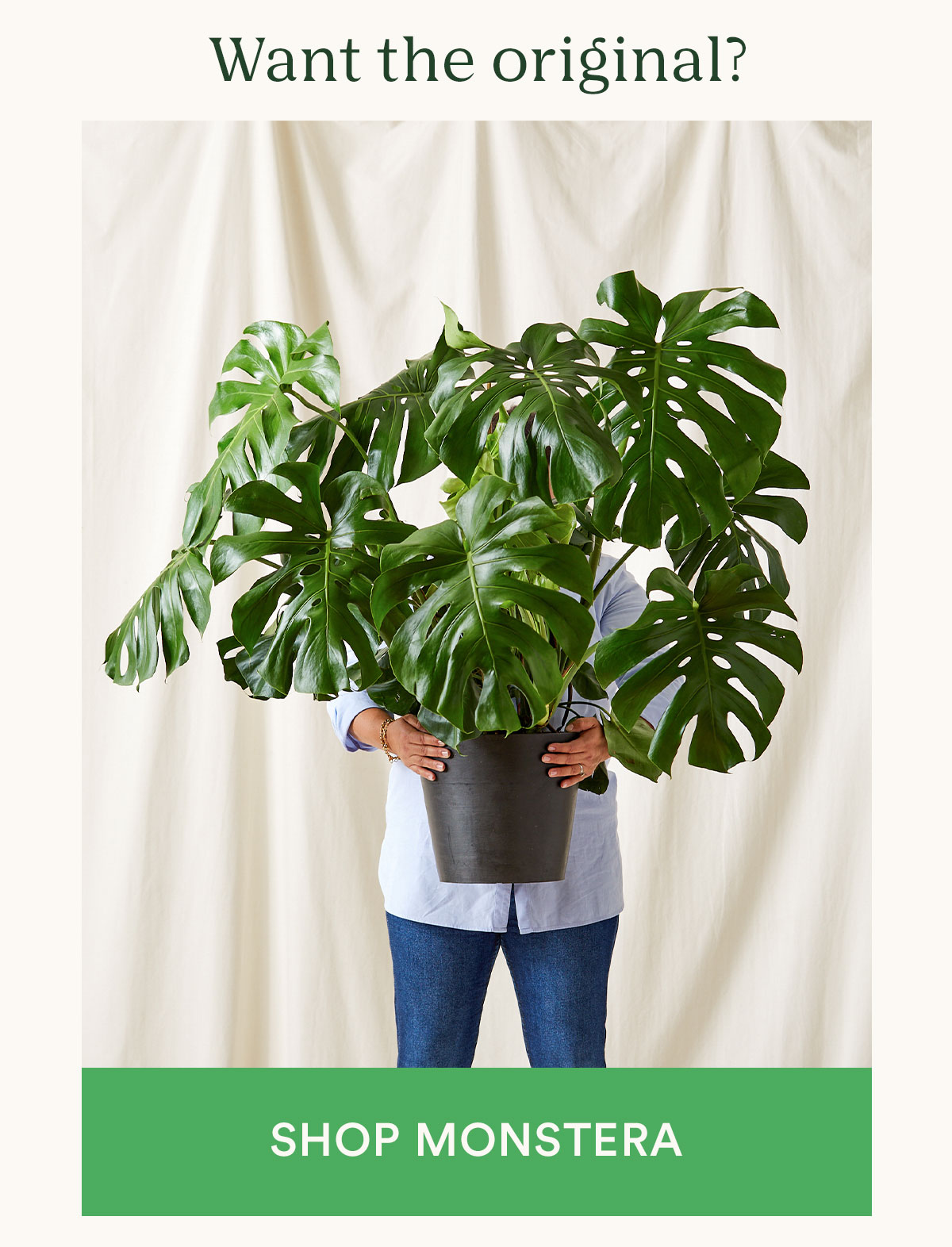 shop Monstera