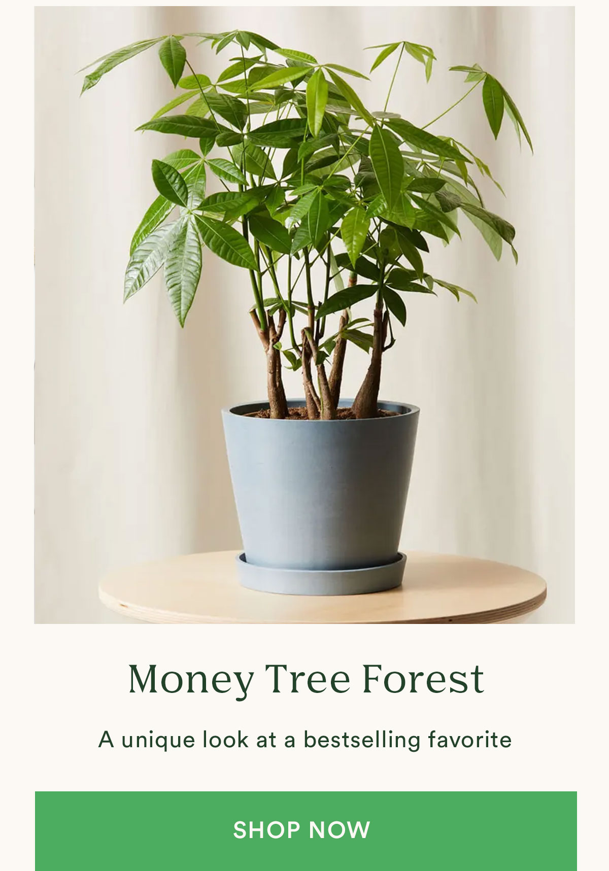 Shop Money Tree Forest