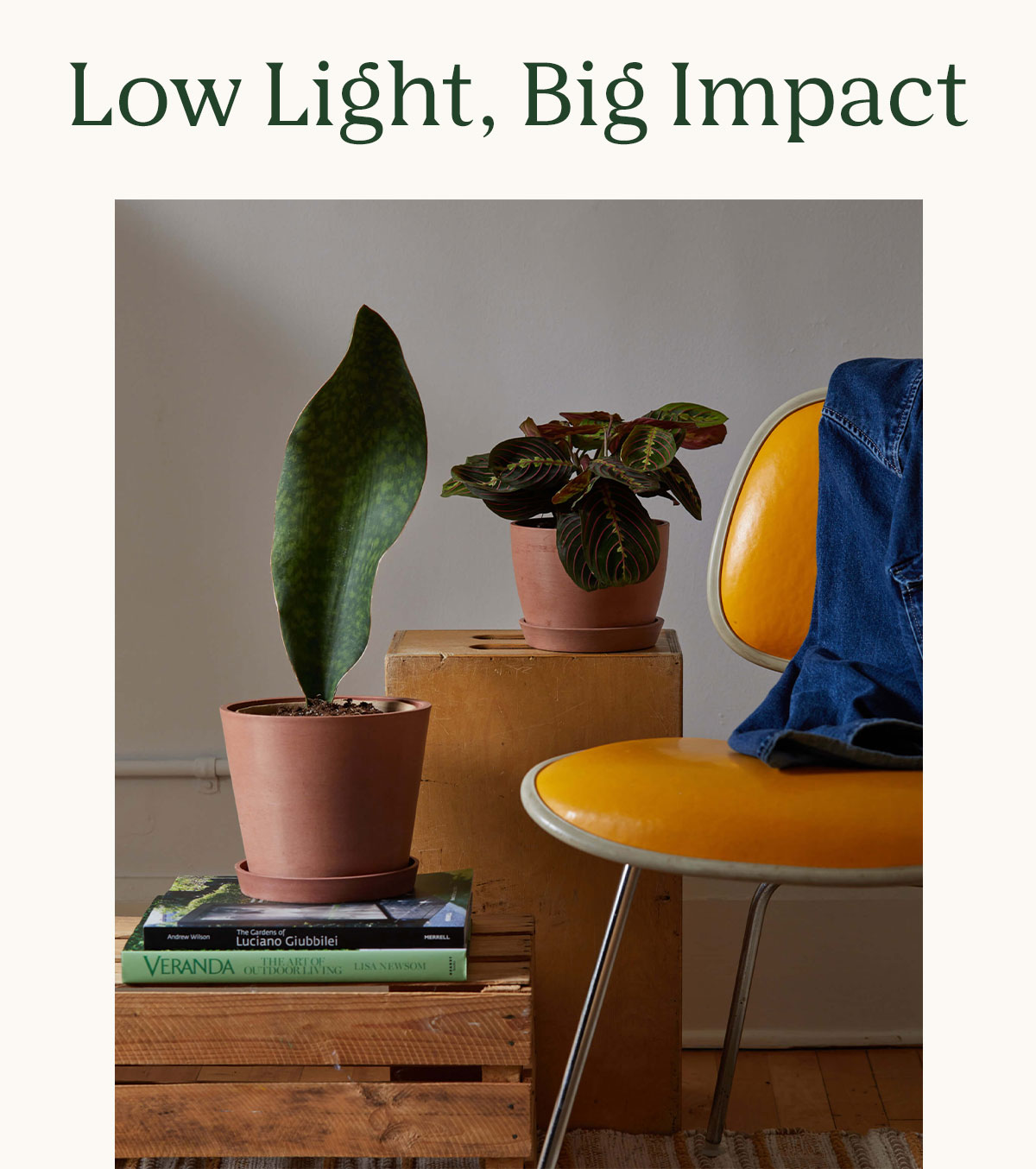 Low-Light, Big Impact