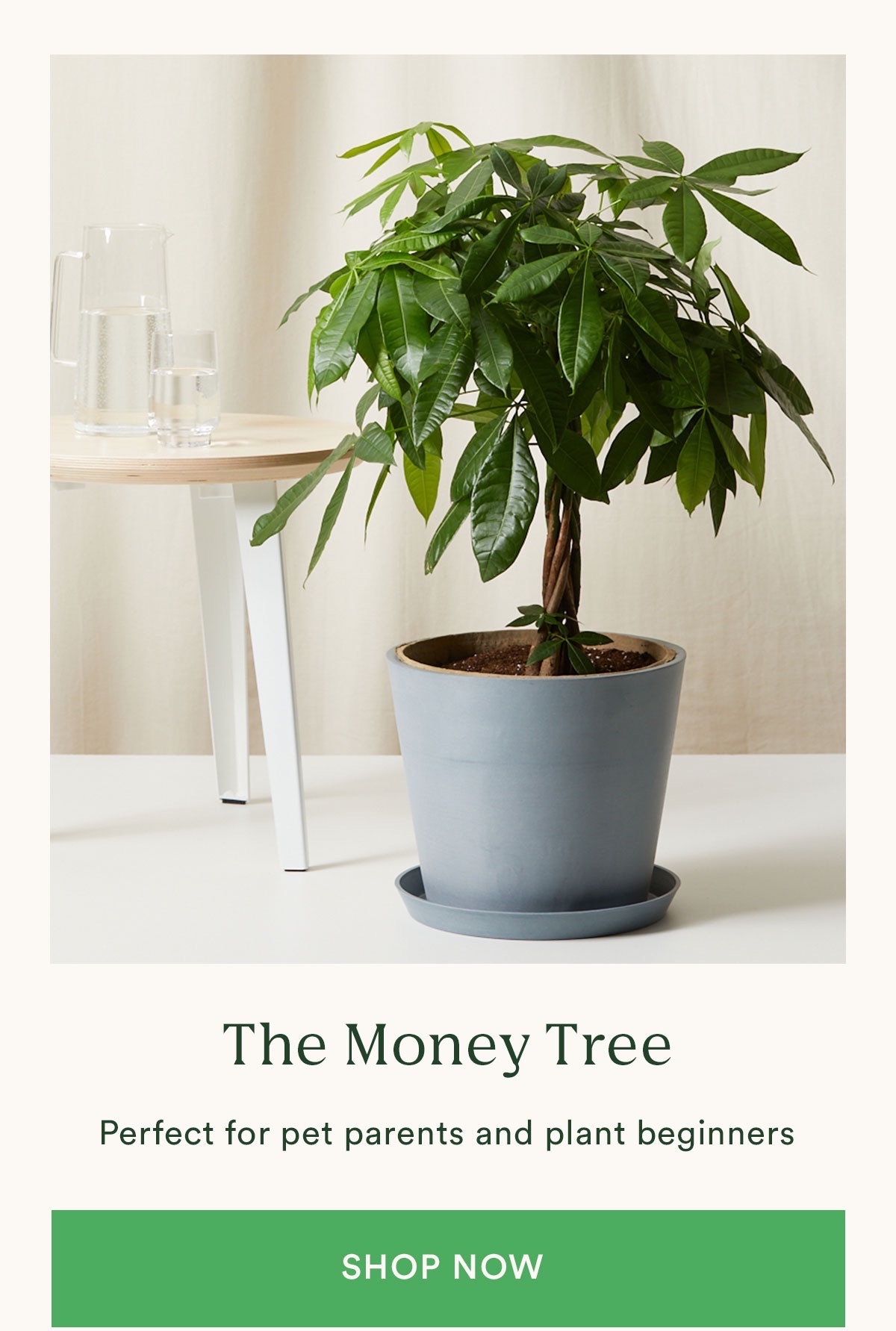 Shop XL Money Tree