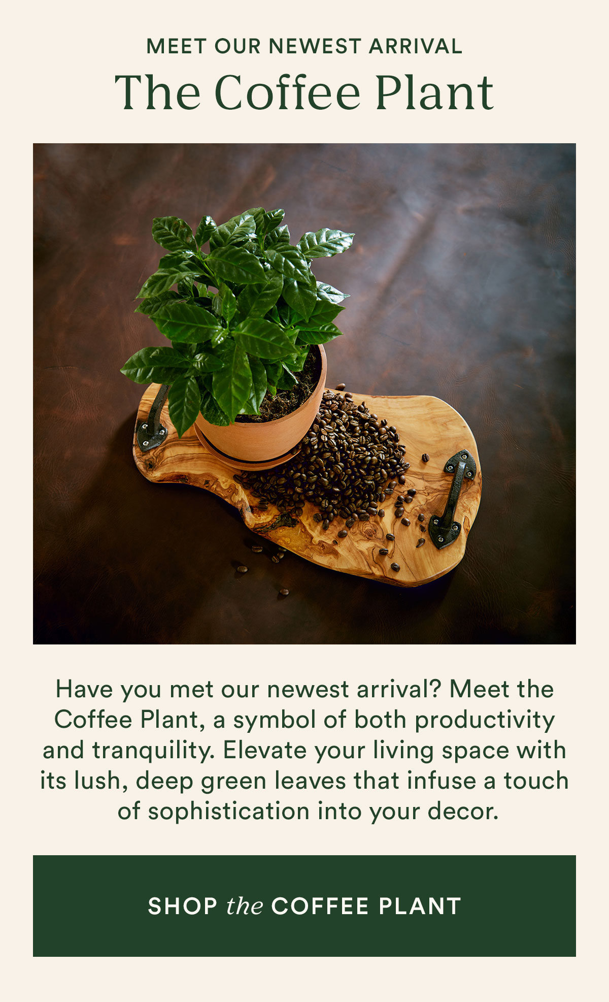 Shop the Coffee Plant