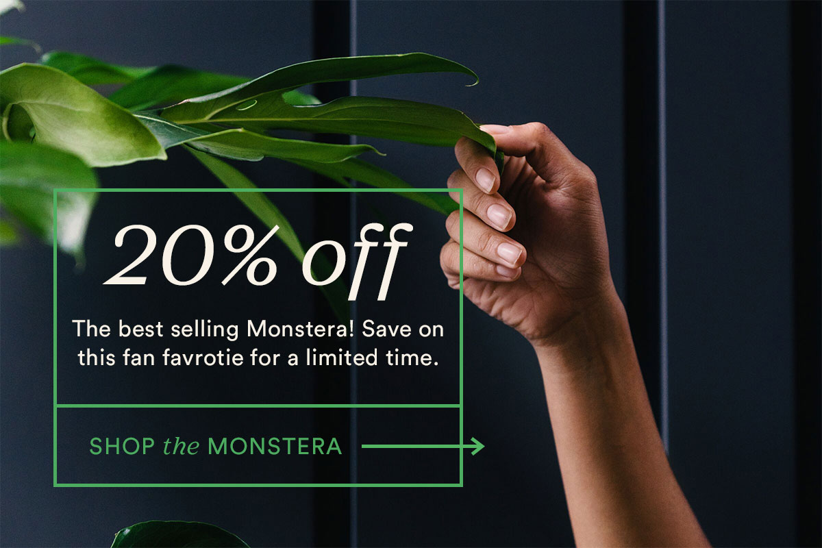 Save 20% on the Monstera