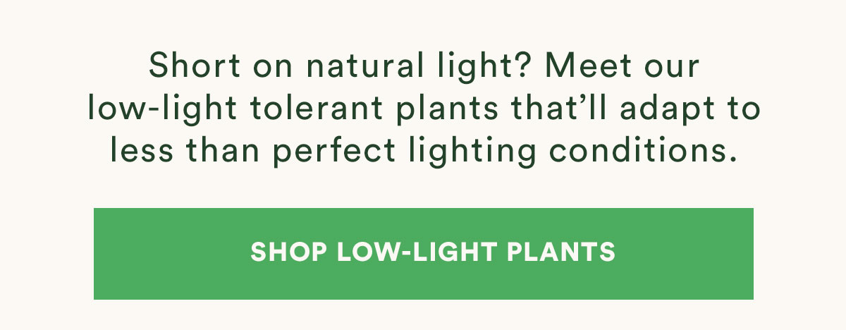 Shop Low-Light Plants