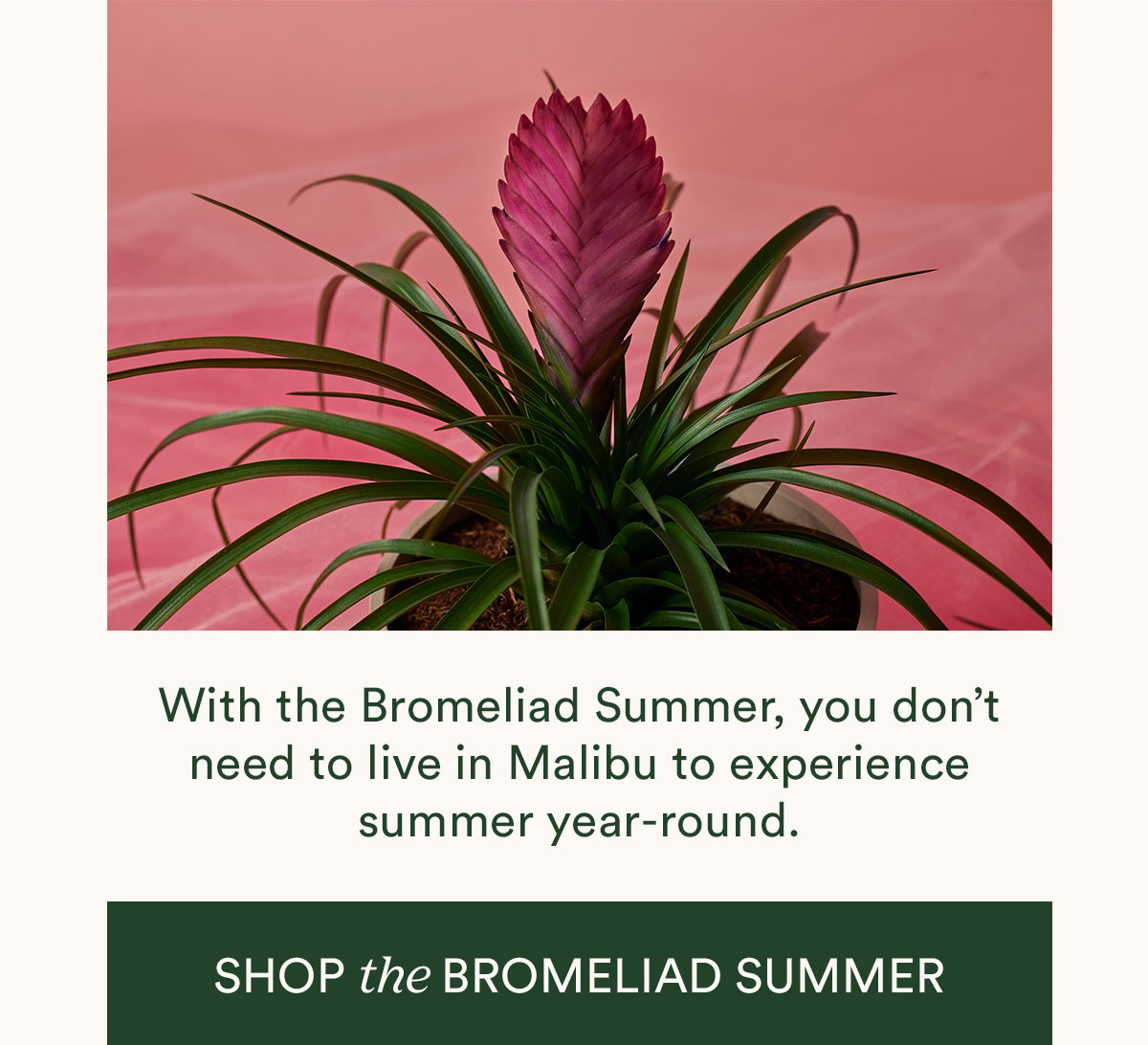 Shop Bromeliad Summer