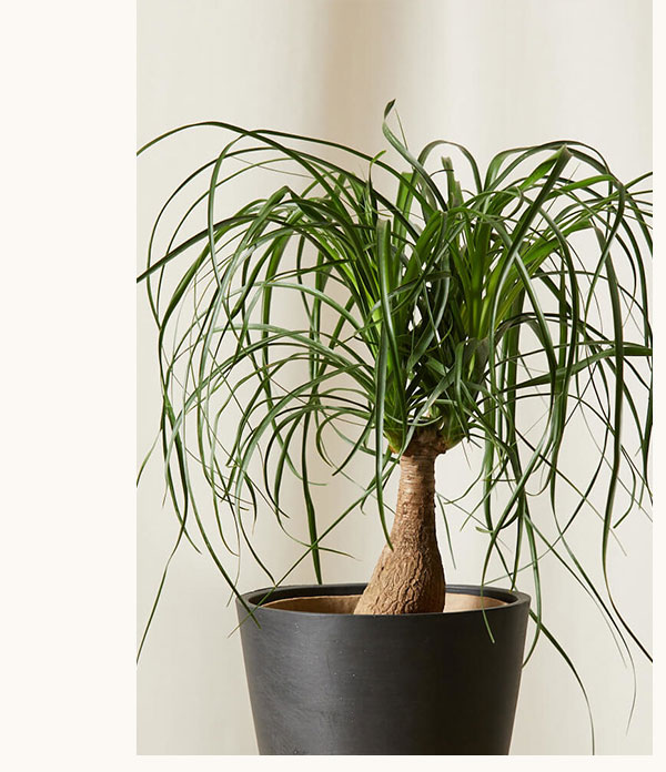 Shop Ponytail Palm