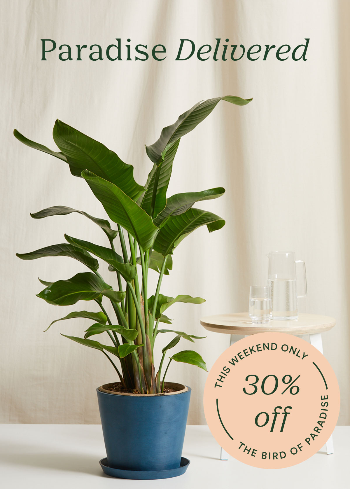 30% off the Bird of Paradise