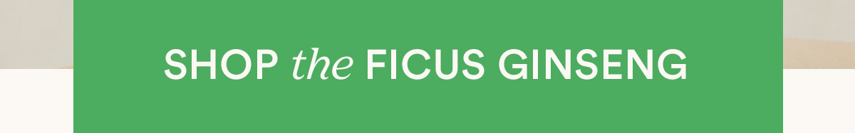 shop the Ficus Ginseng