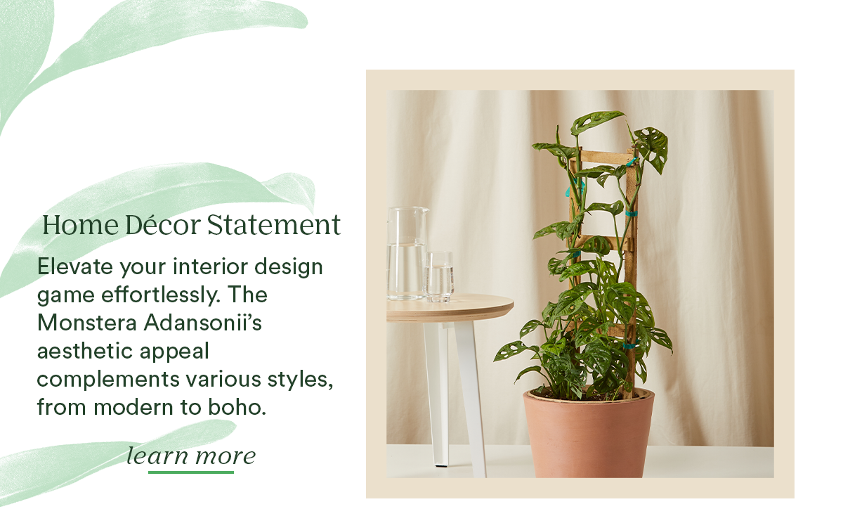 the Monstera Adansonii is a home decor statement