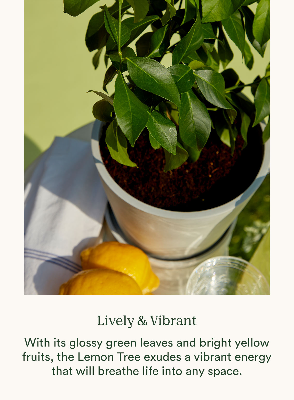 Lively & Vibrant