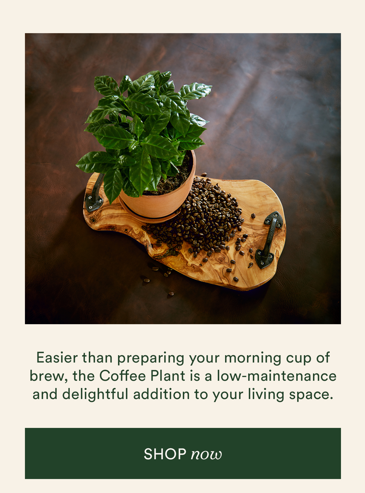 shop the Coffee Plant