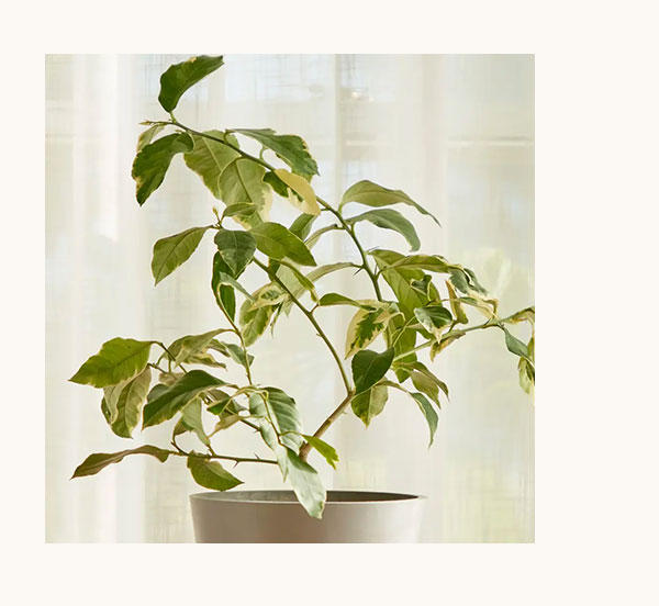 Shop Variegated Pink Lemon Tree