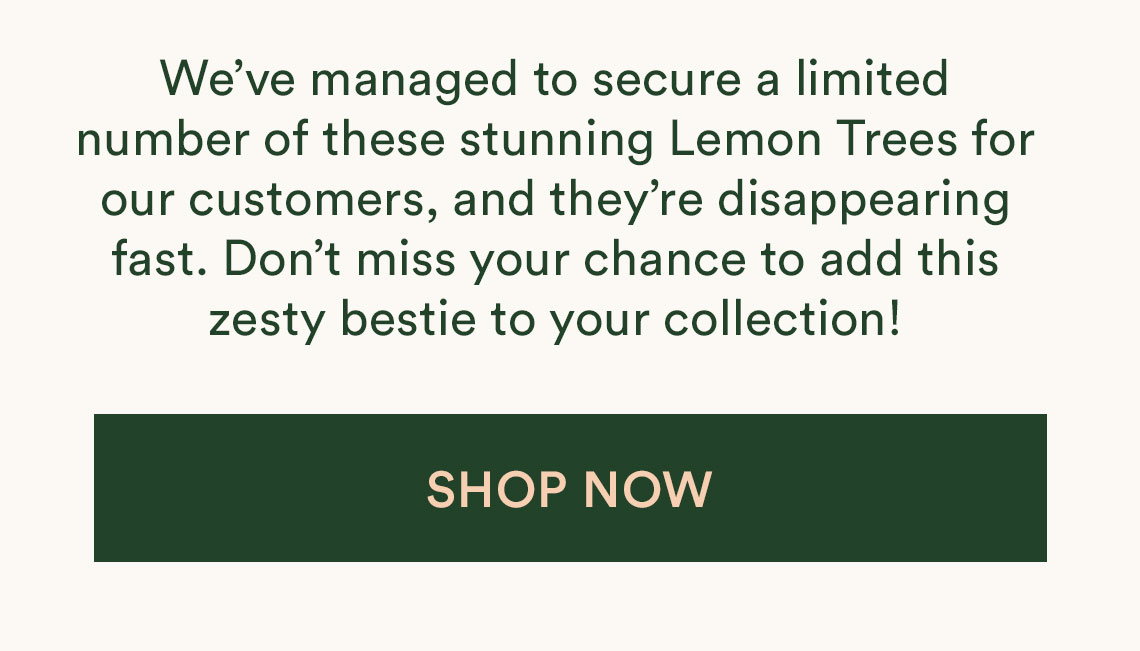 Shop Lemon Tree