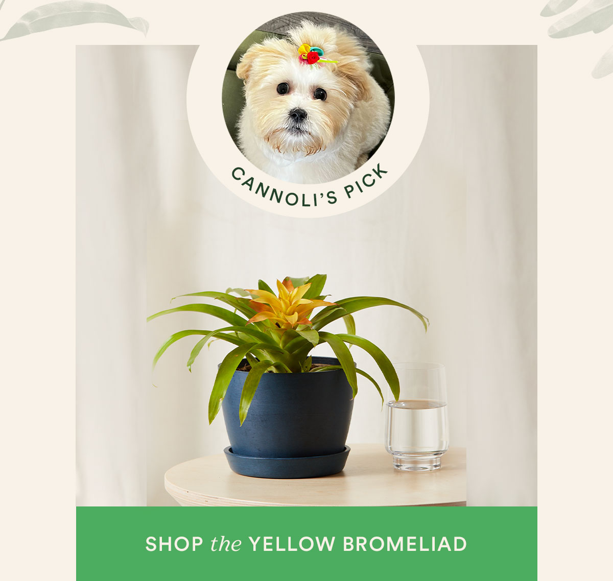 Shop Yellow Bromeliad