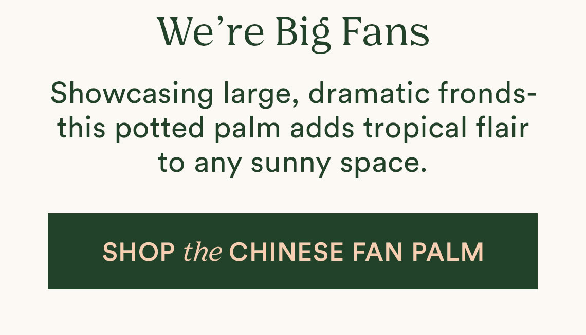 Shop Chinese Fan Palm