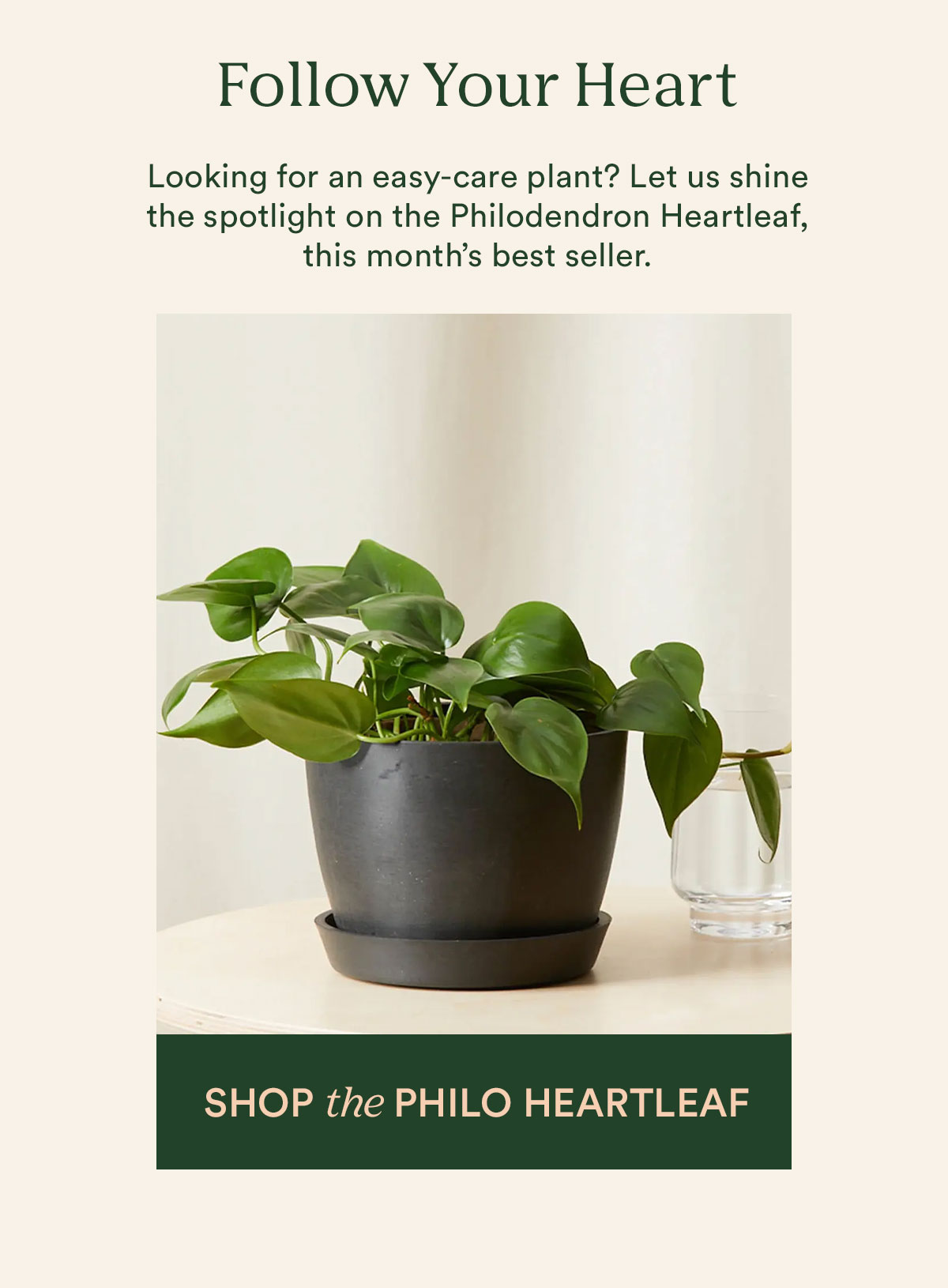 Shop the Philodendron Heartless