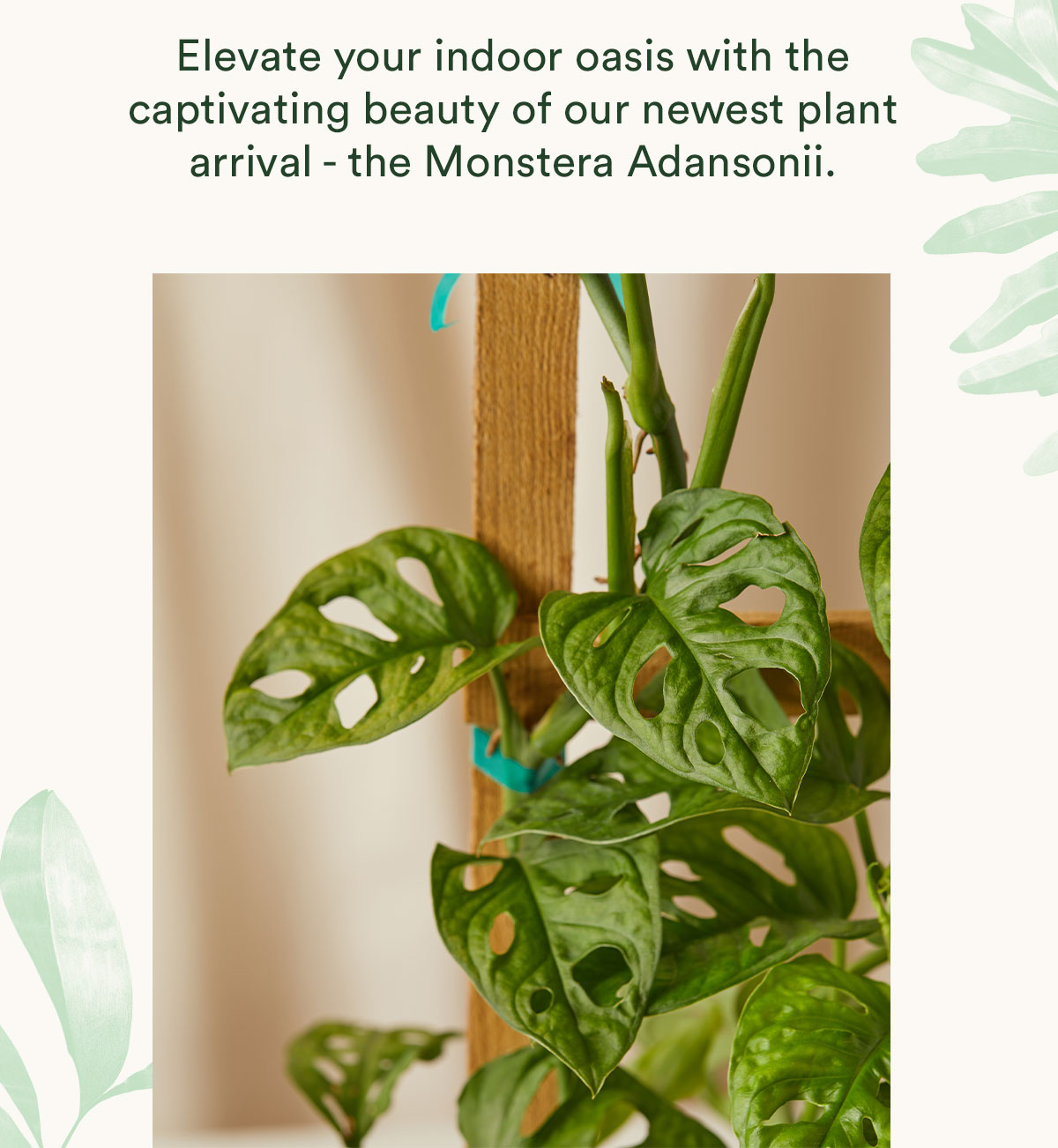 shop Monstera Adansonii