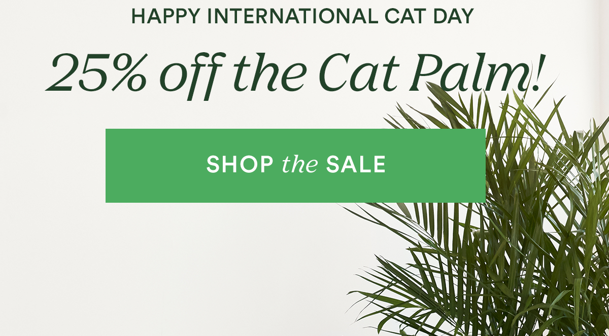 Shop the Cat Palm Flash Sale