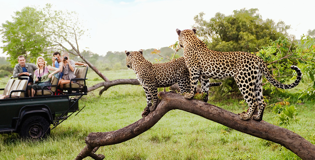 KRUGER SAFARI & LION SANDS