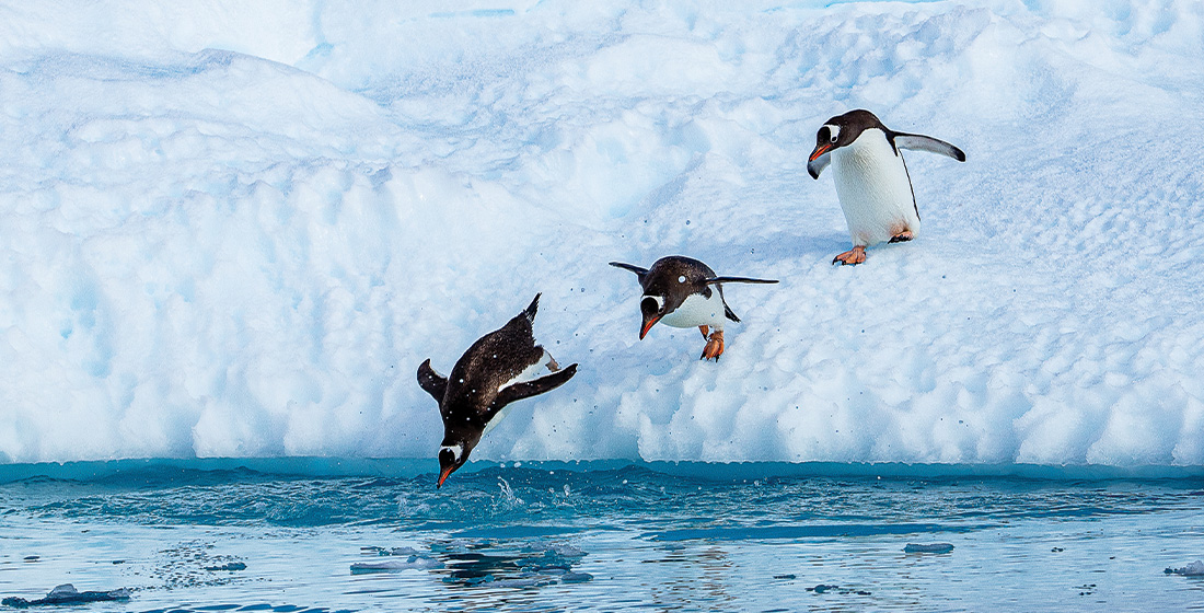 Gentoo penguins jumping off an ice floe in Antarctica into the water