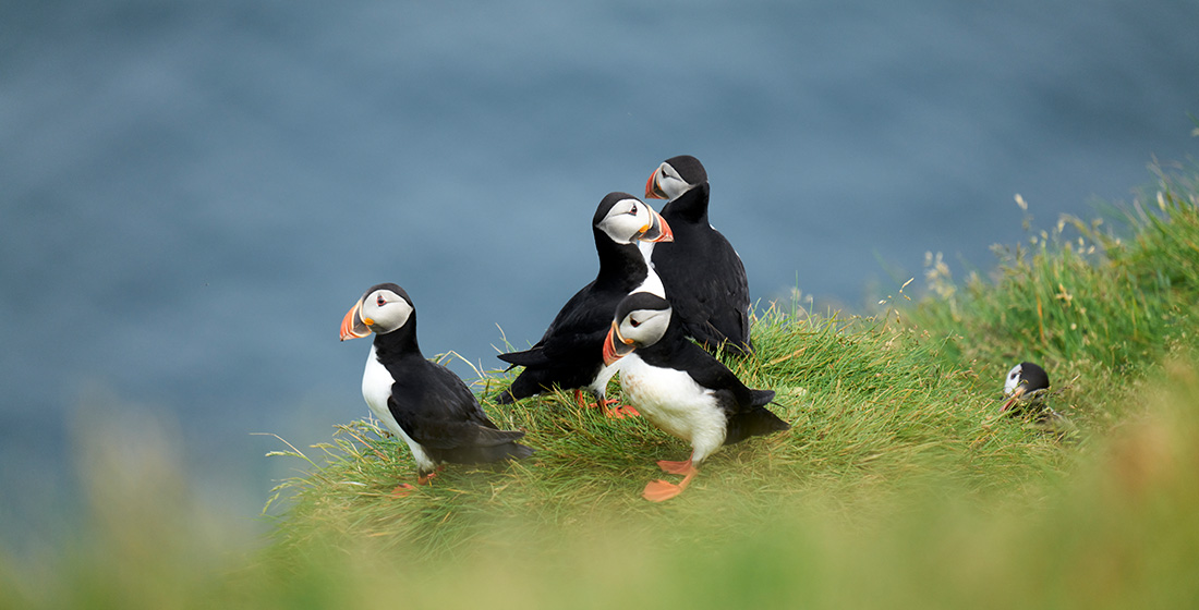 Puffins on a seaside cliff on an Iceland island