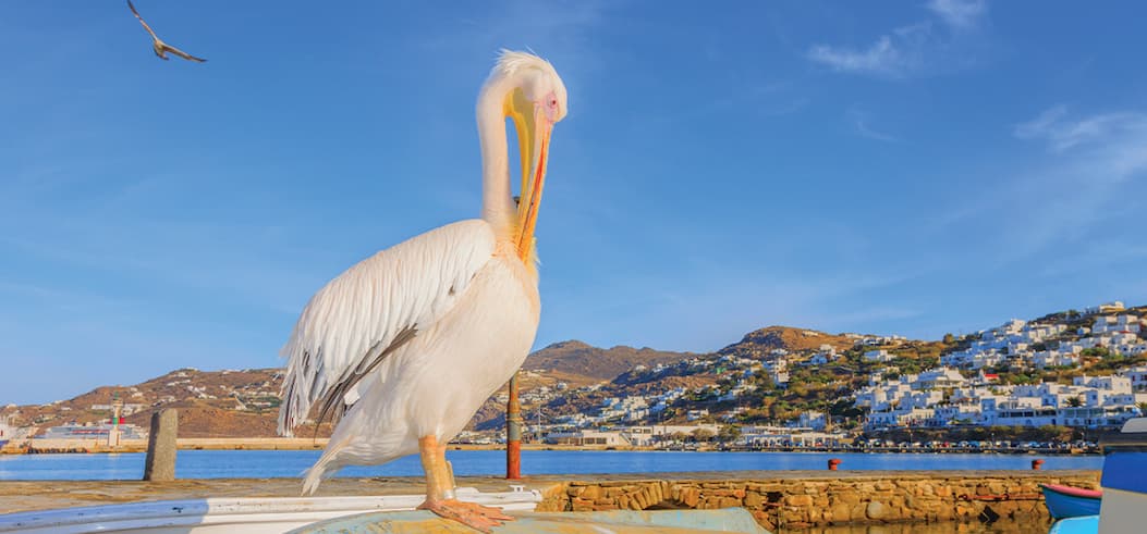 Pelican sitting at a harbor in Greece