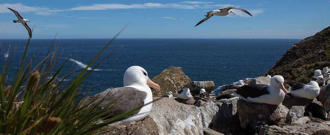 Flock of albatross nesting in Falkland Islands