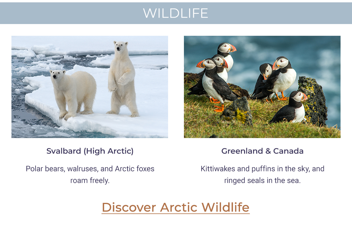 DISCOVER ARCTIC WILDLIFE