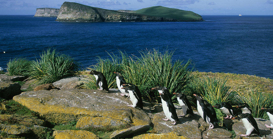 A line of rockhopper penguins standing on rocks in the Falkland Islands