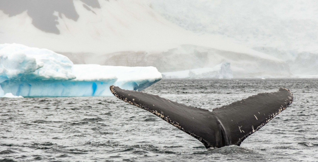 Humpback whale fluke breaching the water in Antarctica with an ice floe behind