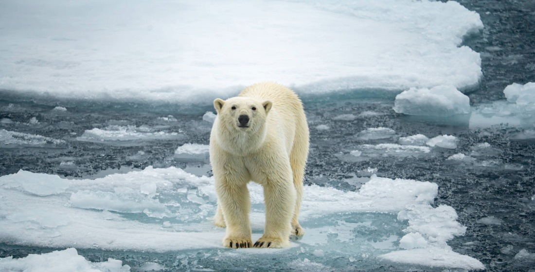 Polar bear standing on an ice floe in the Arctic