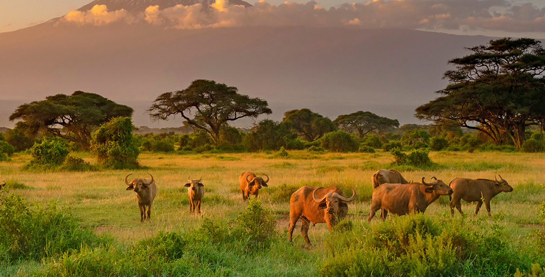 AMBOSELI & TSAVO EAST SAFARI