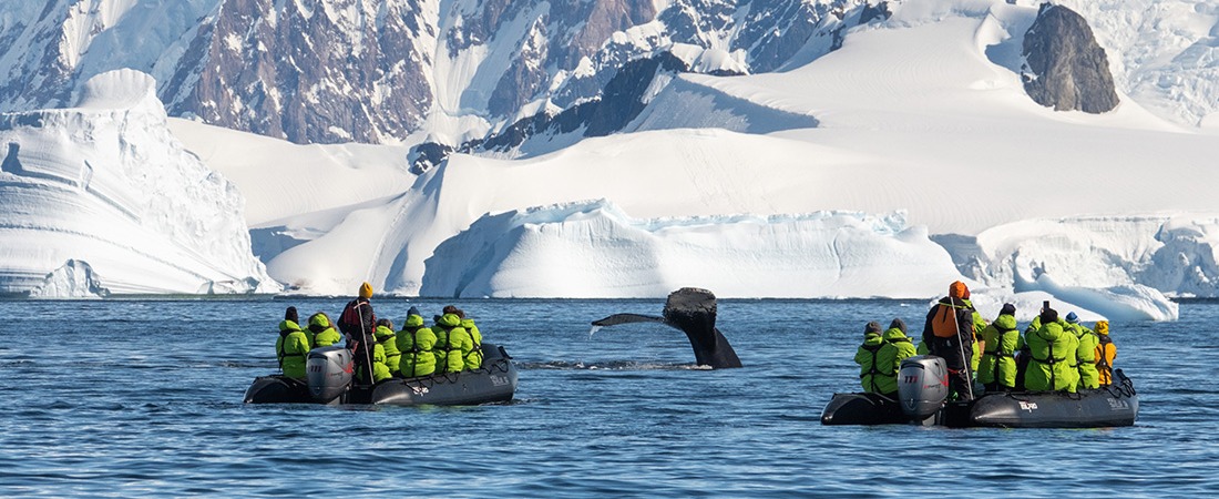 Atlas explorers on a Zodiac safari witnessing a humpback whale breach