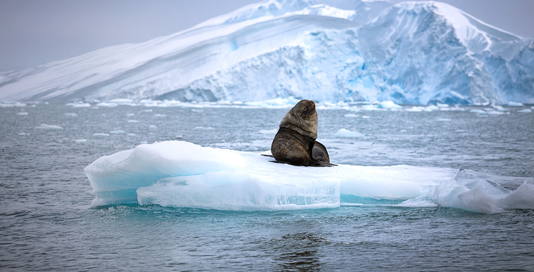 Seal sitting on an ice floe in Antarctica
