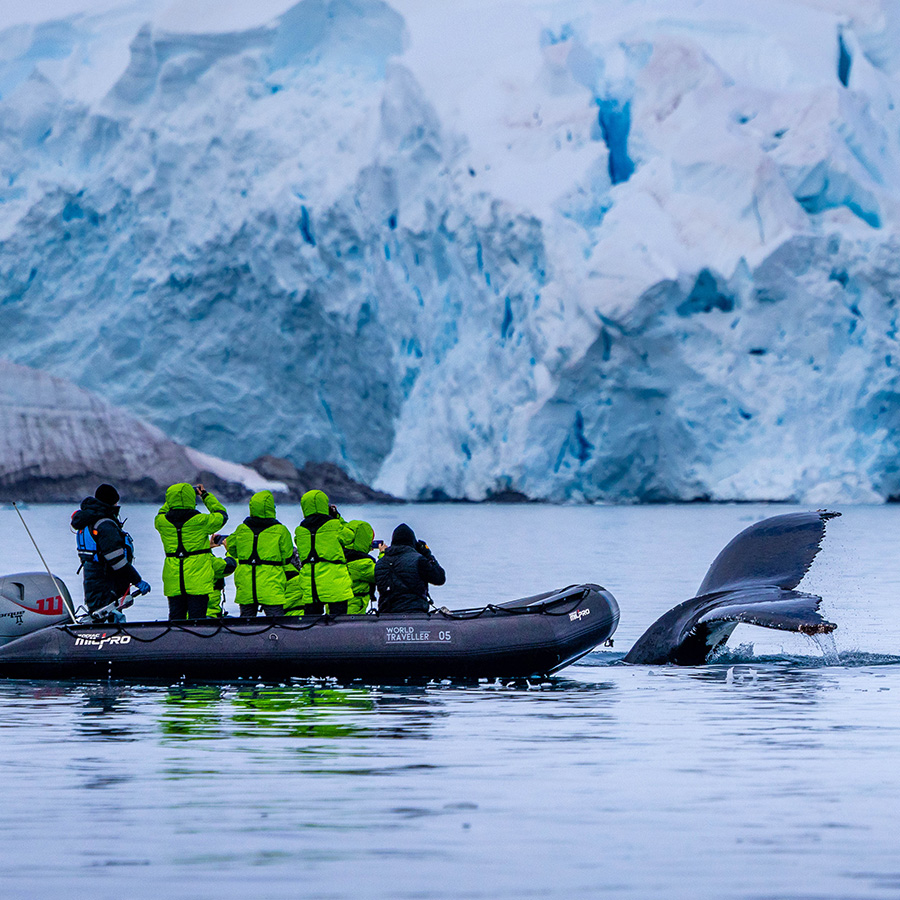 Atlas explorers on a Zodiac safari watching a whale breach