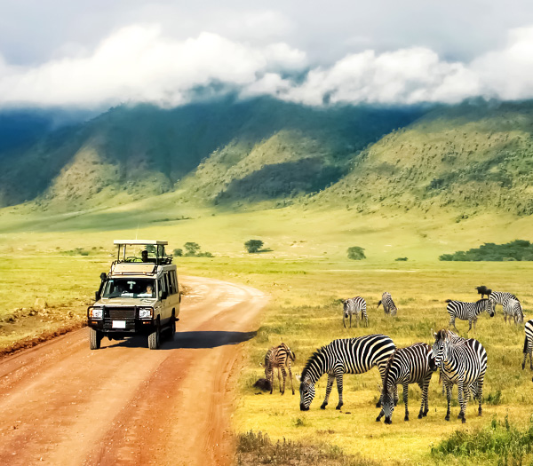 Zebras grazing in Tanzania, Africa on a jeep safari