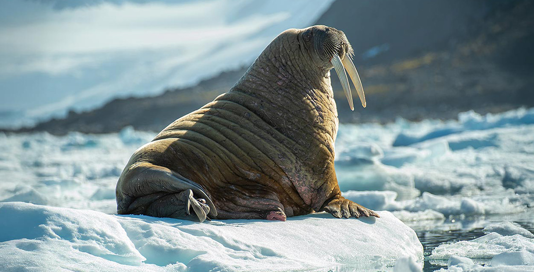 Walrus in Lady Franklin Island, Nunavut