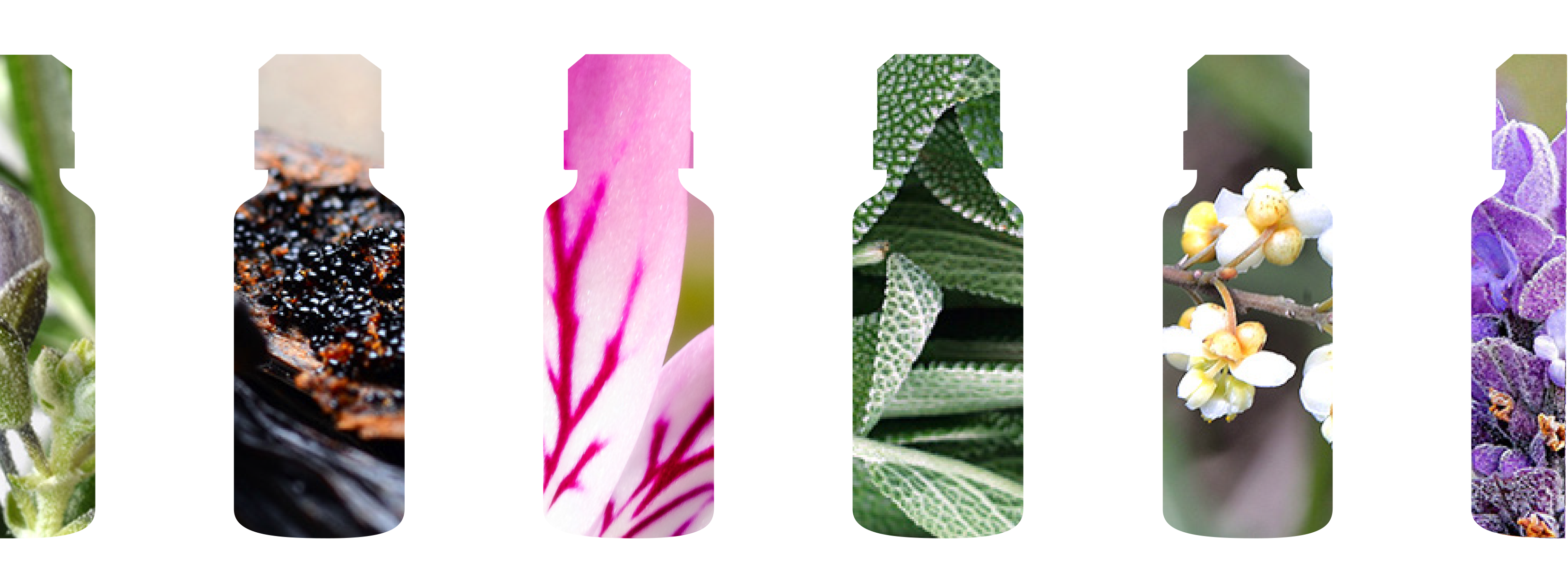 Absolute Essential bottle shapes filled with images of the botanicals the oils are distilled from