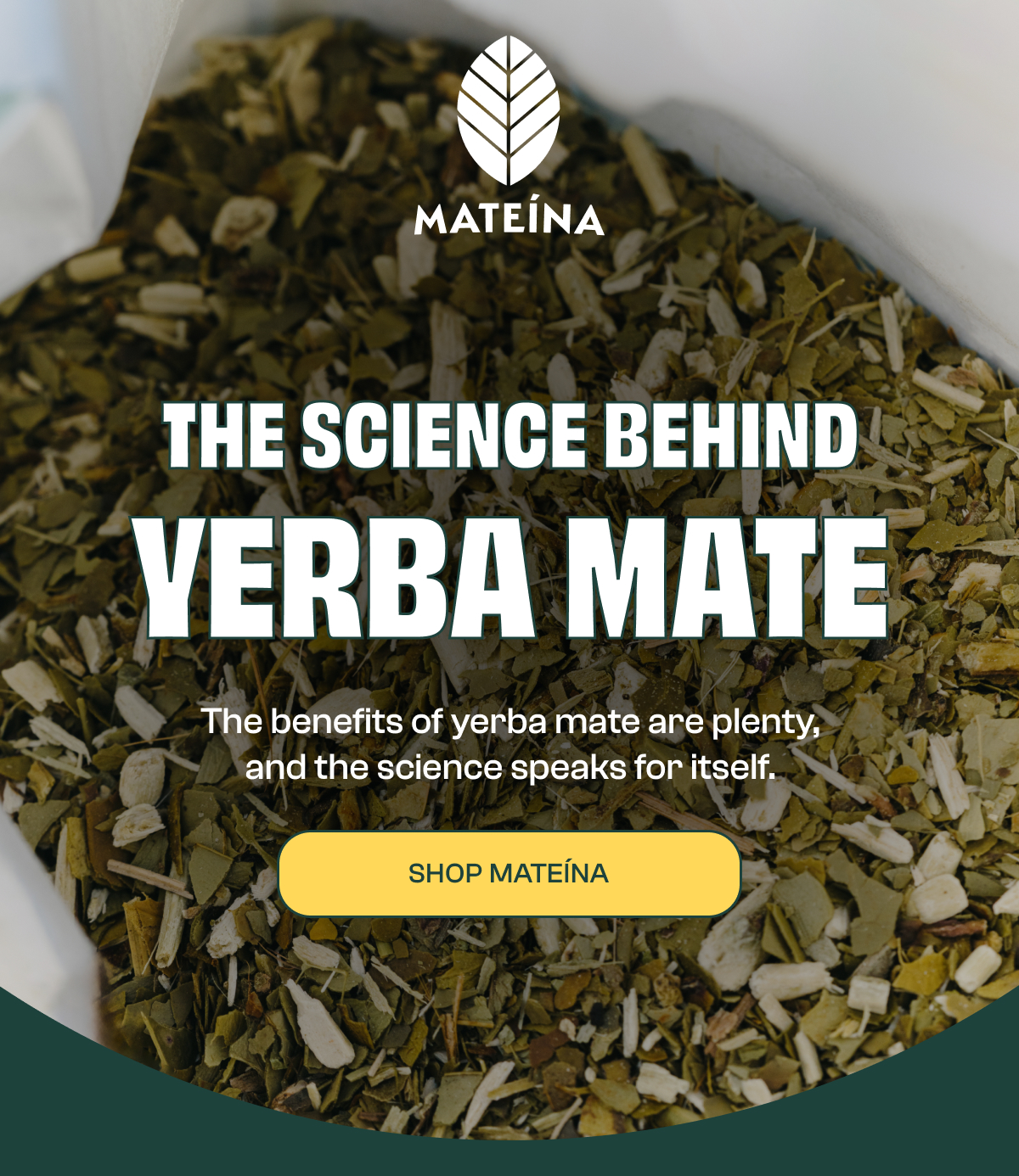 The science behind Yerba Mate