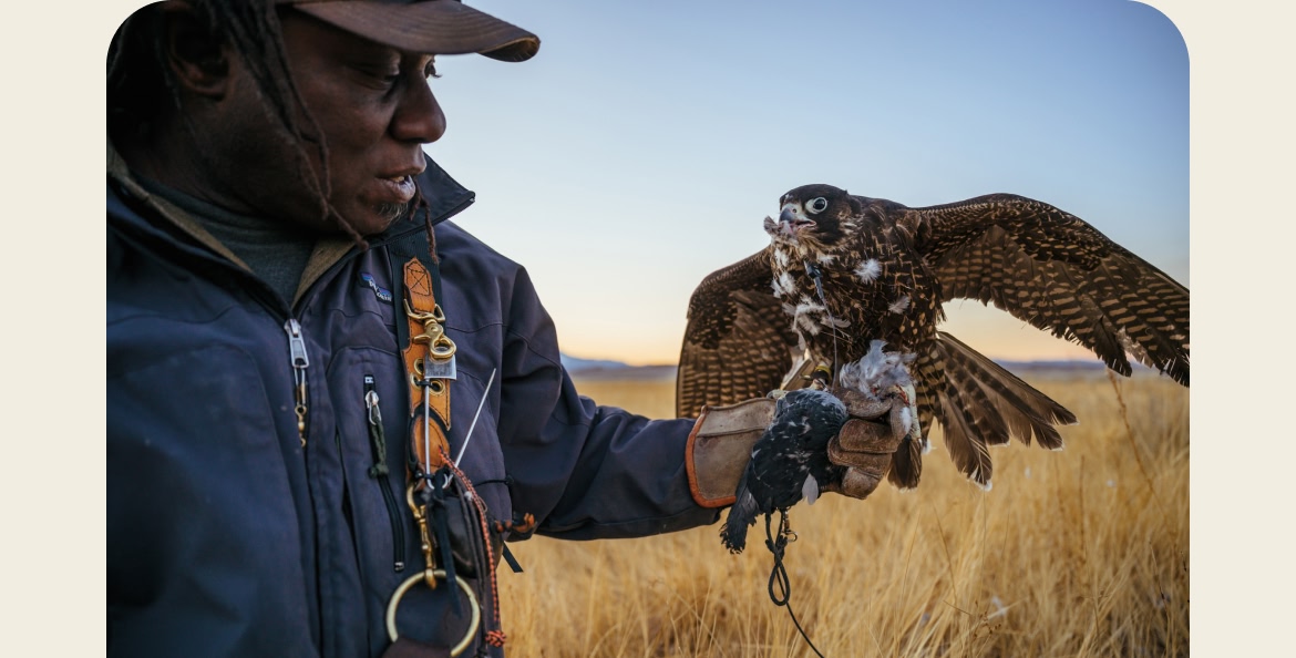 A falcon perches on a person's arm in a field.