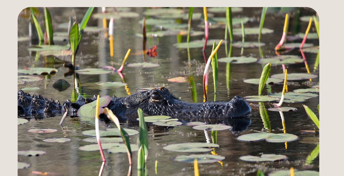 An alligator pokes its head above water in a swamp.